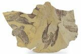 Fossil Fish (Gosiutichthys) Mortality Plate - Wyoming #357175-1